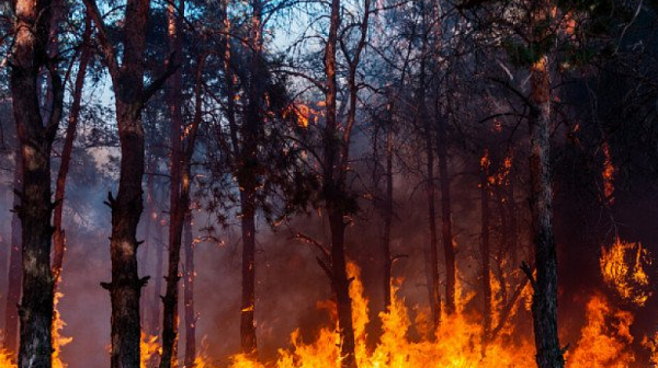 Най-сухото лято от 150 години насам: Горски пожари бушуват в Сибир