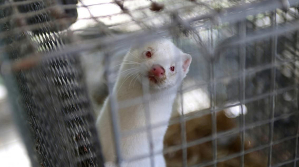 Полша напълно забрани отглеждането на животни за добив на кожи