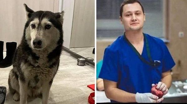 Д-р Ненад Цоневски с обвинения за прегазеното куче Мая, той – избягал от страната