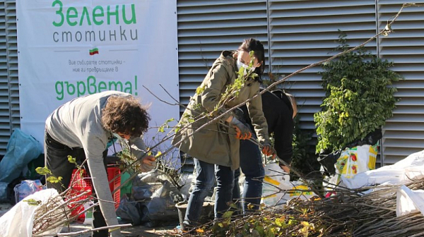 Опасна бактерия унищожи напълно дюлите в Румъния, заплашва и България