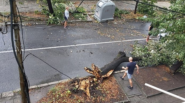 Над 120 коли са ударени от паднали дървета в Бургас