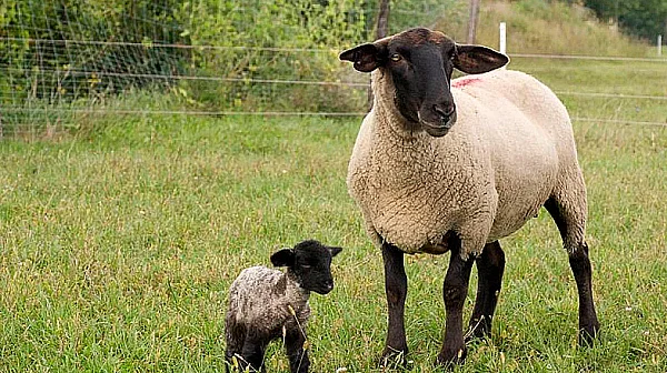 321 „виртуални“ животни откри БАБХ във ферми в Смолянско