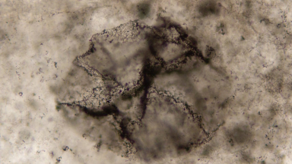 Нов метод открива белези за първичния живот на Земята в древни скали