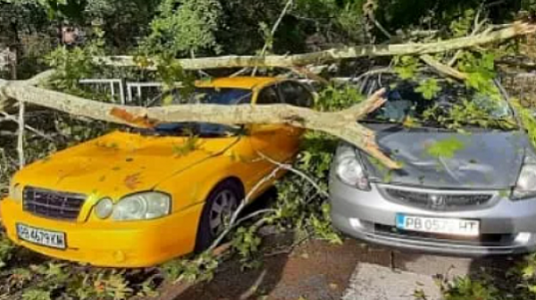 След бурята: Отнесени покриви, премазани коли и десетки паднали дървета