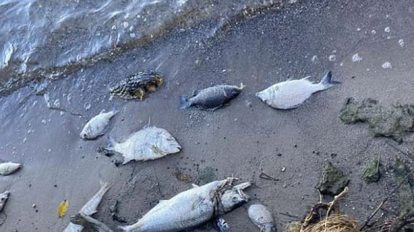 Умряла риба в река Черна