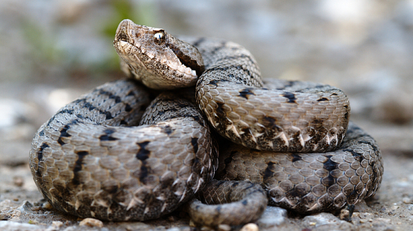 Разследват незаконно отглеждане на 200 пепелянки