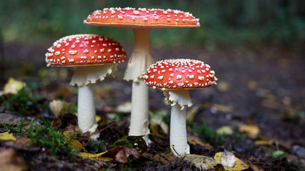 Отровни или ядливи? Доцент от БАН алармира за опасни гъби по българските пазари
