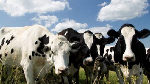 28 крави умряха след водопой от река Марица до Димитровград