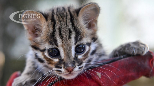 Домашните животни стават багаж