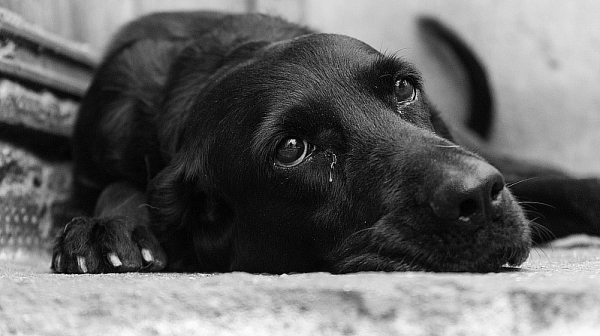 Нов случай на жестокост към животно: Мъж прегази кучето Мая и напусна мястото