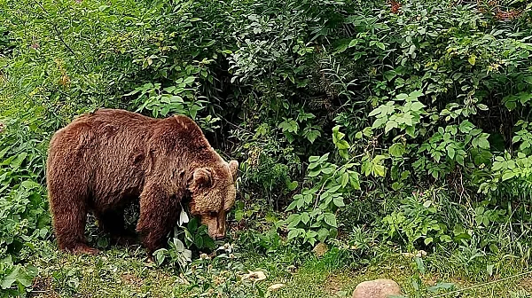 Паркът за мечки в Белица отваря врати за посетители от 1 април