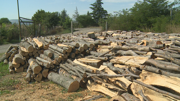 Забраняват износа на необработена дървесина за три месеца