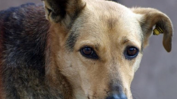 Неизвестен трови масово улични кучета в Пазарджик