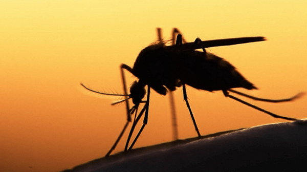 Научен пробив: Откриха микроб, който спира маларията