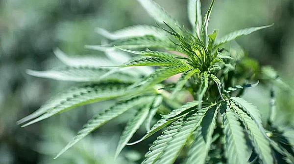 Историческа промяна: САЩ облекчават режима за медицинска употреба на канабис