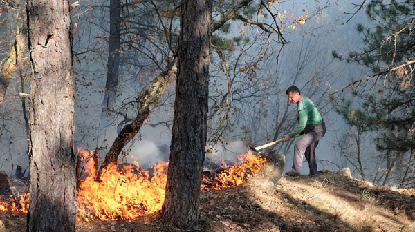 Огнена стихия край Свиленградско засегна 2000 дка борова гора