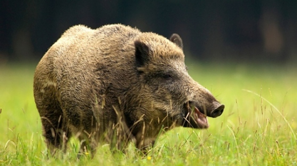 Две диви прасета с африканска чума са застреляни в Котленско