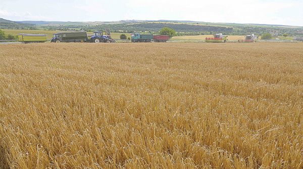 Без ГМО е украинското зърно, пристигащо у нас, уверява МЗ