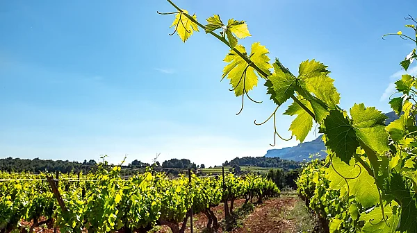 Карантина в лозов масив край Велико Търново заради опасна болест