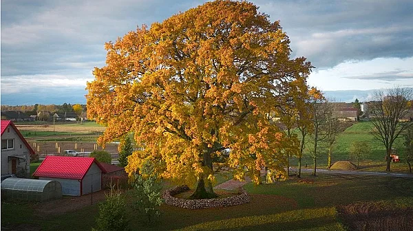 Литовски дъб спечели „Евровизията за дървета“