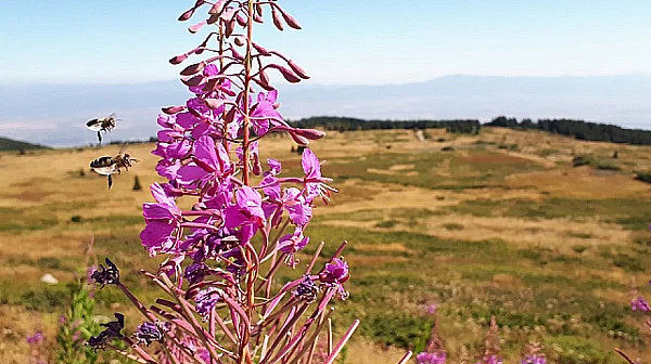 Слънчево и топло време днес, облаци се увеличават от сряда