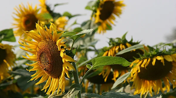 Продължава сагата с аржентинския слънчоглед: И четвъртият кораб е с наднормени пестициди