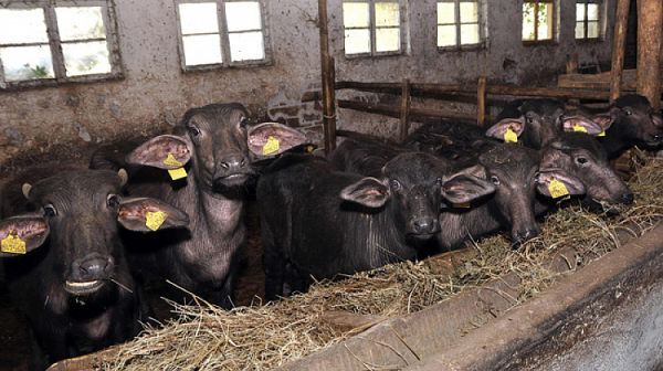 Евросубсидии за несъществуващи животни - схема на фермери от Софийско