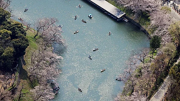 Сакурата в пълен разцвет: Празник на пролетта и новото начало в Япония