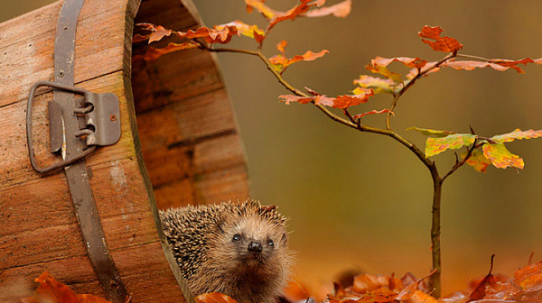 Сутрешни мъгли, слънчев петък