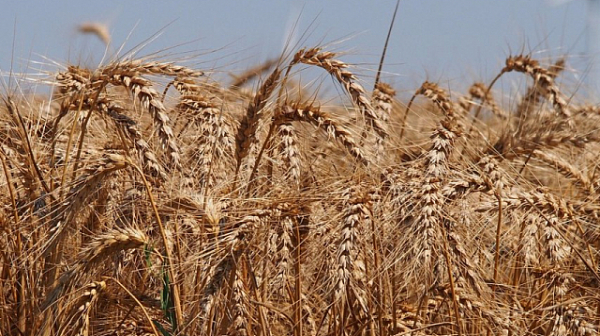 Поевтиняване на пшеницата и царевицата след връщането на Русия към украинската зърнена сделка