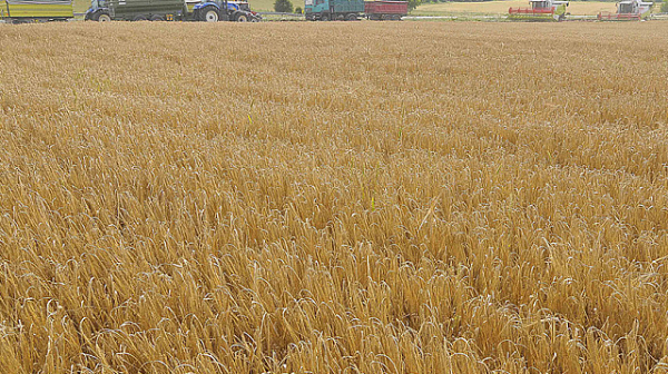 ТАСС: Контролираната от Русия Херсонска област започва износ на зърно за федерацията