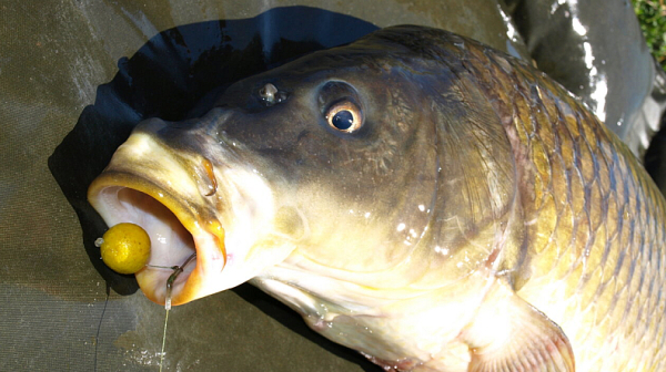 Трапезата за Никулден – между 30 и 50 лева
