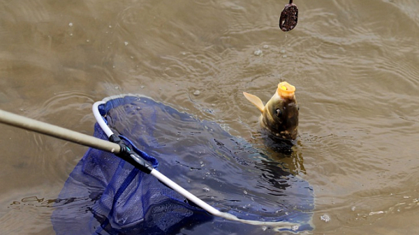 Доброволци заловиха над 500 метра бракониерски мрежи с риба и раци от язовир ”Ястребино”