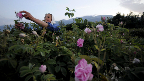 Земеделци от Карлово изкорениха маслодайните рози с багер заради ниската искупна цена