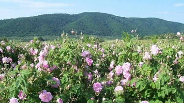 Българската роза – пред поредно изпитание