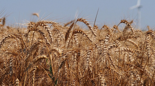 Украйна може да загуби милиони тонове зърно, предупреди Зеленски