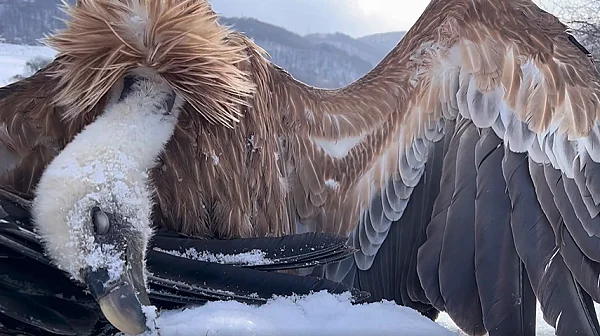 МОСВ реагира след отравянето на седем лешояди