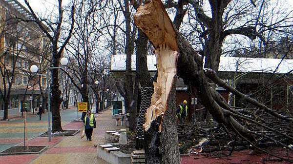 Аварийни екипи работят по над 30 сигнала за паднали клони и дървета в София /снимки/
