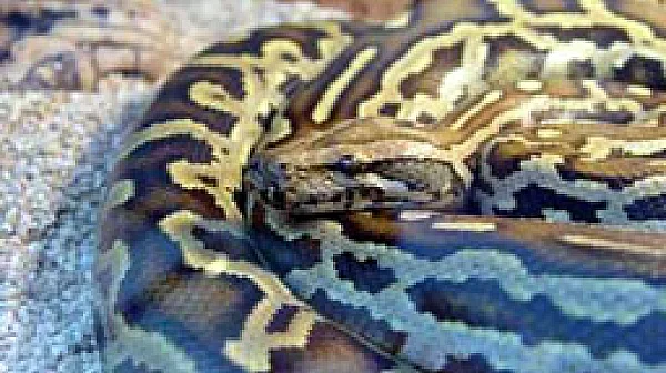 Кръвта на питона – ново оръжие в борбата със затлъстяването