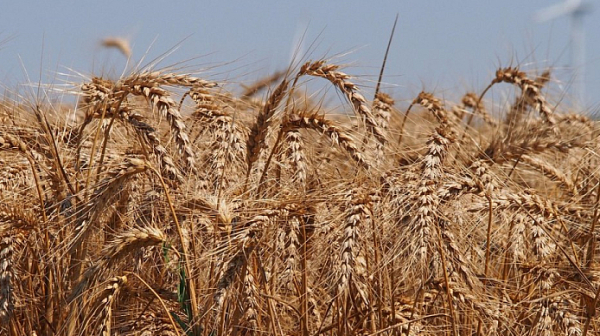Пет държави, в това число и България, настояват за удължаване на забраната за внос на украинско зърно