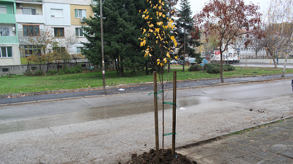 Над 100 дръвчета вече са засадени по програмата за залесяване на Община Русе