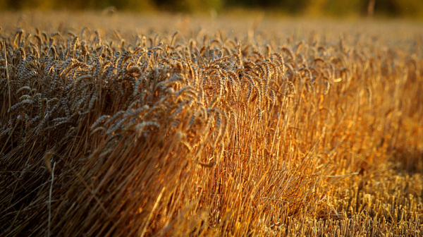 България и още няколко държави поискаха ЕС да наложи вносни мита върху зърнените култури от Украйна