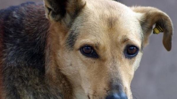 Бездомно куче захапа 10-годишно дете в София