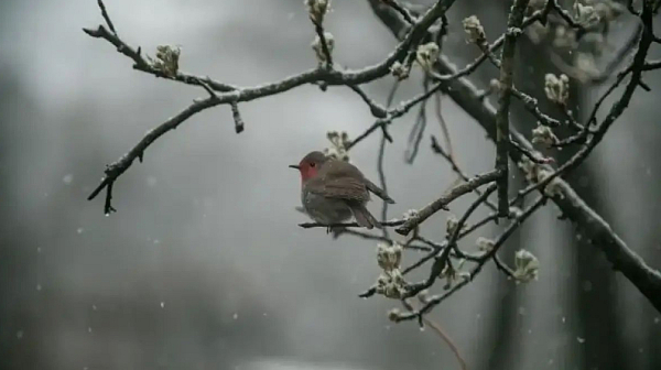 Мъглив петък, температури от нула до 8-10°