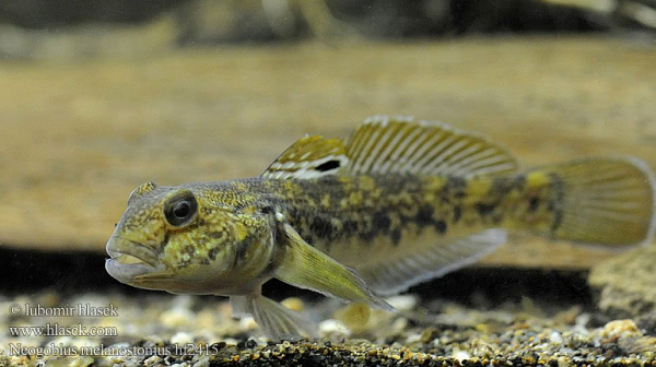 Водолаз с 40 годишен опит в Черно море: Попчетата изчезват