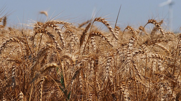 ЕС да подкрепи зърнопроизводителите у нас като отвори кризисен резерв, иска България