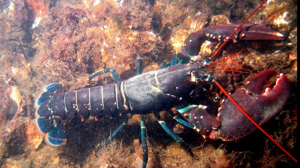 Хуманно отношение към животните: Англия забранява варенето на живи омари