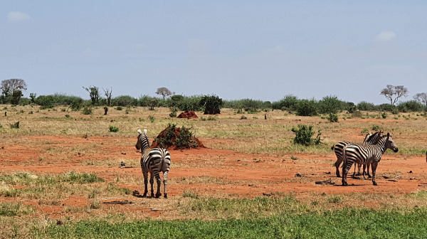 На сафари в Кения – да погледнеш лъва в очите