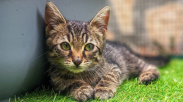 Жестокост без граници – нова серия от случаи с животни разкрива дълбок проблем