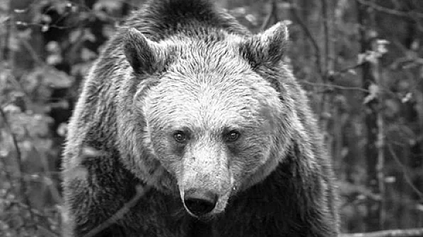 Отиде си мечката Рада – една от емблемите на парка в Белица